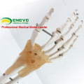 JOINT04 (12350) Medical Anatomy Life-Size Hand Joint with Ligaments Human Anatomical Models , Education Models